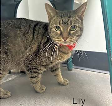 Photo of Lily
