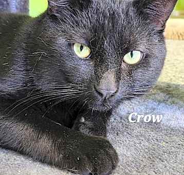 Photo of Crow