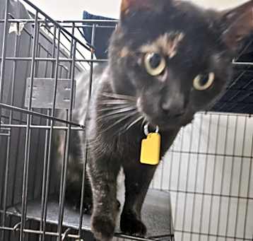 Photo of Ember