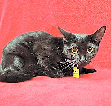 Photo of Obsidian