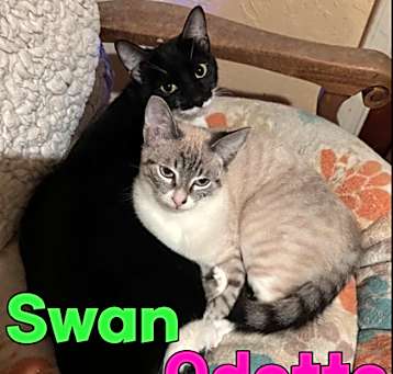 Photo of Swan