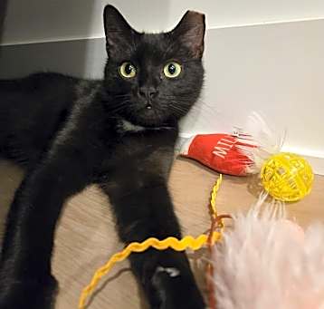 Photo of Salem