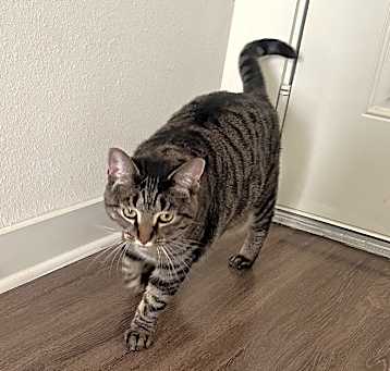 Photo of Nova