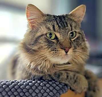 Photo of Babaganoush