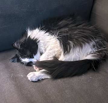 Photo of Lucifer (Lu)