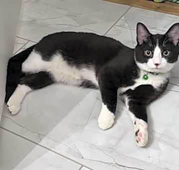 Photo of Lime