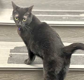 Photo of Arrietty  aka Penny