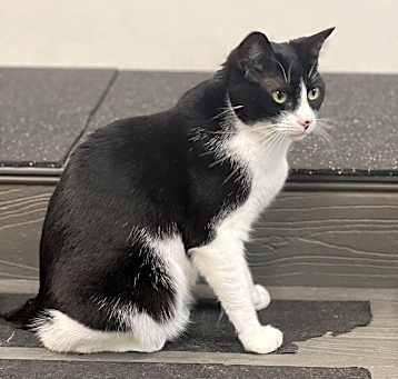 Photo of Kiki Kitty  aka Fergie