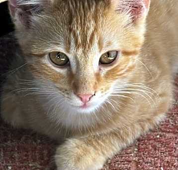 Photo of Melodie's Ogden