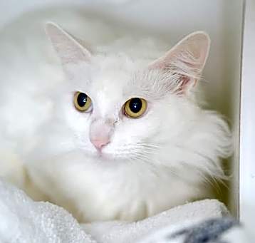 Photo of Aurora