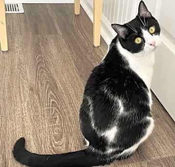 Photo of COOKIE - CHILL CAT