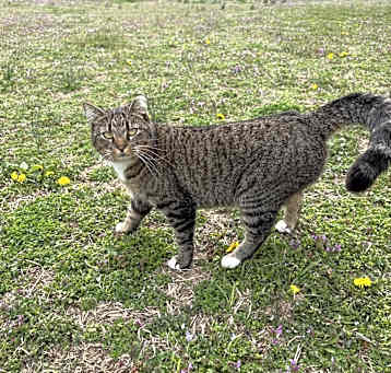 Photo of Cupcake