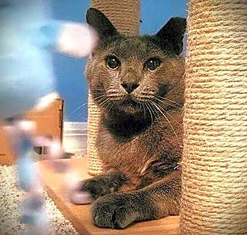 Photo of Biski