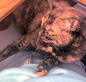 Photo of Roxanne