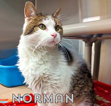 Photo of Norman