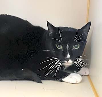 Photo of Oreo