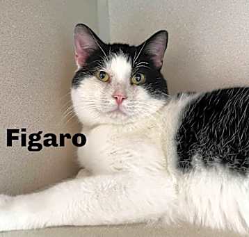 Photo of Figaro 250126