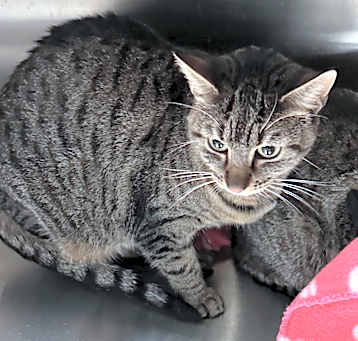 Photo of LILLY (bonded w/Daphne)