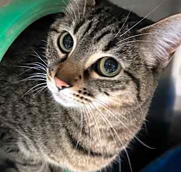 Photo of DAPHNE (bonded w/Lilly)
