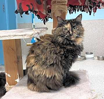 Photo of Matcha