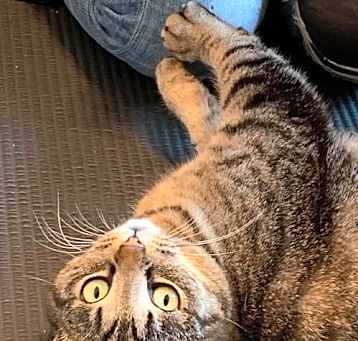 Photo of Tallulah