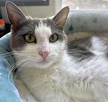 Photo of Muffin