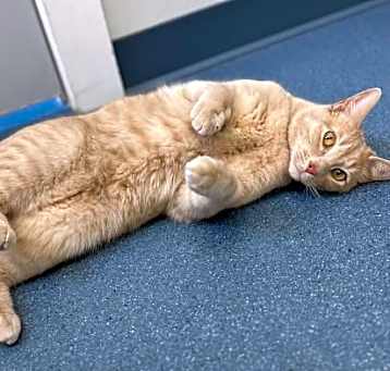 Photo of Ollie