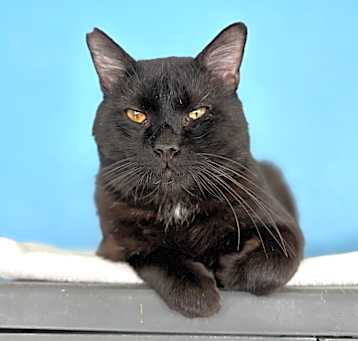Photo of Ebony