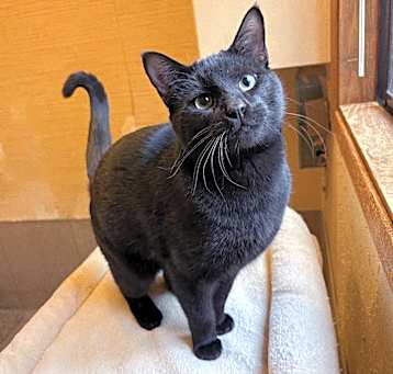 Photo of Licorice