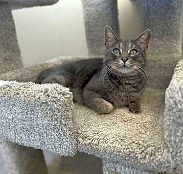 Photo of Tulip