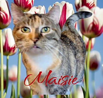 Photo of Maisie