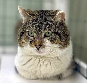 Photo of Beefcake