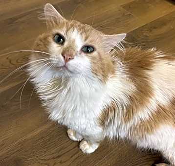 Photo of Houdini