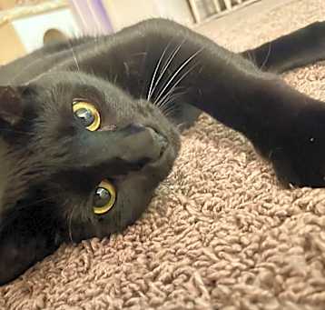 Photo of Goose