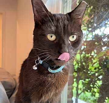 Photo of Ruby