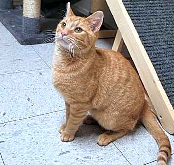 Photo of BOSCO