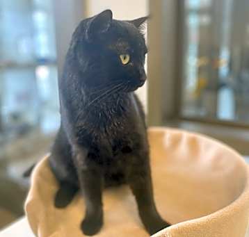 Photo of Flap Jack