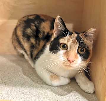 Photo of HARLEQUIN