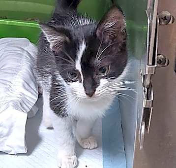 Photo of Domino
