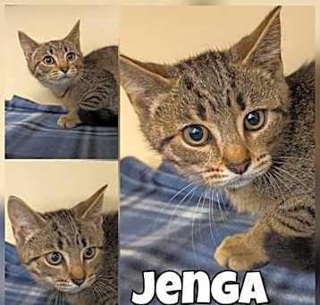 Photo of Jenga