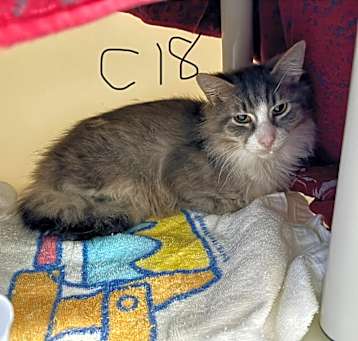 Photo of Teeny (C18)