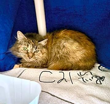 Photo of Lollie (C21)