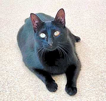 Photo of Clementine