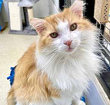 Photo of Fluffernutter 