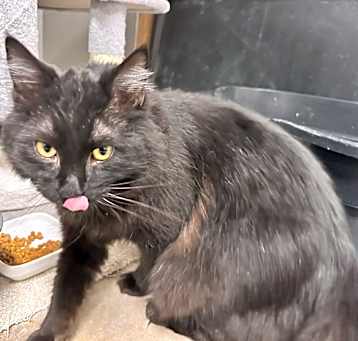 Photo of Diablo