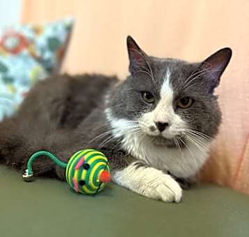 Photo of Ziggy