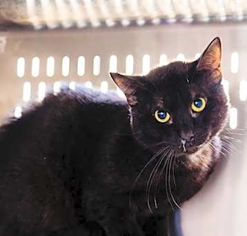 Photo of *OBERON