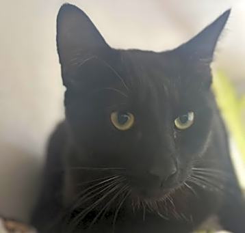 Photo of Soot