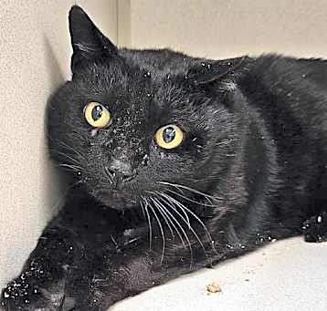 Photo of Bubba-BARNCAT