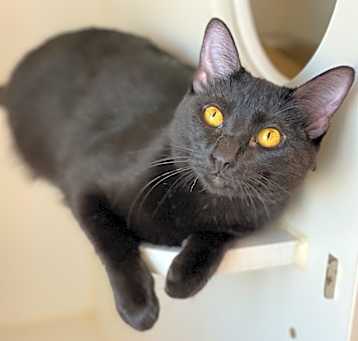 Photo of Uno